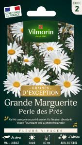 Grande Marguerite Perle des Prés - Graines d'Exception